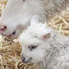 Closeup on two goats
