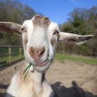 a goat in a farmyard