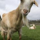 Channel Island goat (Capra aegagrus hircus) descended from WWII survivors, Church farm, Suffolk, UK