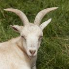 Portrait of a resting Goat