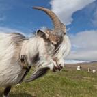 Iceland, Portrait of Goat