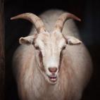 This is a picture of a pale brown goat. It has long horns and it is looking straight at the camera, against a dark background.