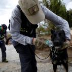 Los servicios de emergencias ayudan a los perros, indefensos ante el caos.