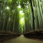 Pasear por los Bosques de Bambú de Arashiyama, una pequeña población a las afueras de Kyoto, sintiendo el viento meciendo el bambú y el Sol colándose entre las hojas te servirá para experimentar la mística japonesa y trasladarte al pasado...