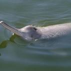 delfín chino de río