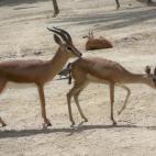 Gazella saudiya. En la imagen, el pariente más cercano en apariencia, la gacela común o dorcas.