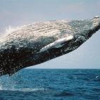 Si algo impresiona por tamaño y densidad en el mundo animal es una ballena. Pero verla saltar sobre las frías aguas de Islandia desde una embarcación más diminuta que el mamífero en sí te puede dejar helado… y más a 38º bajo cero.