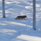 En Estonia está permitido cazar lobos, pero amar a un animal significa respetarlo, por lo que mejor ceñirse a avistar y rastrear lobos, para disparar, como mucho, una o dos instantáneas. Como la suerte es caprichosa, puede que en el camino ap...