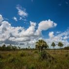 Los juncos y manglares de los Everglades, un asombroso Parque Nacional al sur de Florida, se encuentran realmente amenazados. Este ecosistema no podría sobrevivir tras un considerable aumento del nivel del mar, consecuencia directa del calentam...