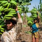 Jornaleras llevan plátanos durante una cosecha en un campo en el distrito de Burhanpur, Madhya Pradesh, India, el viernes 19 de octubre de 2012. (Sanjit Das/Bloomberg/Getty Images)