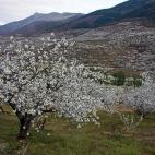 No podía faltar el valle más espectacular de España cuando llega la primavera. Es el Jerte, donde las flores de las futuras cerezas llenan todo de color blanco y rosa. "El valle del Jerte dependiendo de la época del año que vayas tiene est...