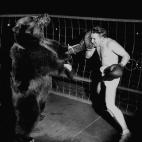 El boxeador Gus Waldorf lucha contra un oso en 1949.