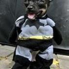 ... ¡Pero no tenemos por qué preocuparnos porque Batman llegó a nuestro rescate!