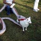 Una enorme serpiente caza a esta perrita que no tiene ni idea de lo que está pasando. (via Reddit)