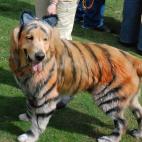 Este perro parecería manso pero es todo un tigre por dentro... y por fuera.