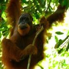 No es un parque muy grande ni una de las selvas más espectaculares del mundo, pero cuenta con un espacio que no tienen otras muchas: una reserva de orangutanes y un santuario donde los cuidan. Además forma, junto a los parques Bukit Barisan Se...
