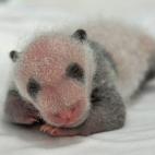 Uno de los pandas en la incubadora con 14 días de vida (11/08/2014).