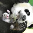 La madre de los trillizos de oso panda gigante, Ju Xiao, abraza a uno de ellos (16/08/2014).