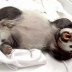 Uno de los pandas bosteza en la incubadora (26/08/2014).