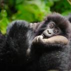 El Programa Internacional de Conservaci&oacute;n de Gorilas ha recuperado la poblaci&oacute;n de gorilas salvajes de monta&ntilde;a que estaba al borde de la extinci&oacute;n.