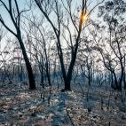Después de la peor temporada de incendios forestales de la historia, las selvas tropicales, las costas y la especies endémicas empiezan a resurgir lentamente de las cenizas gracias a una serie de esfuerzos comunitarios para regenerar el entorno.