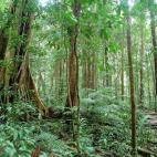 Quizá no te resulte muy familiar, pero esta selva es una de las más bellas que podrás ver nunca. Se encuentra en Queensland y se cree que es el bosque húmedo más antiguo de la Tierra. Es Patrimonio de la Humanidad y se puede visitar toda su...