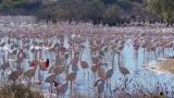 Los flamencos ponen en riesgo el arroz valenciano