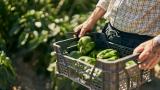 Suecia pide ayuda a España por el gran batacazo agrario