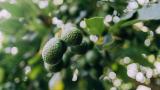 La fruta preciada de Marruecos sortea las fuertes lluvias del norte del país y sale ilesa