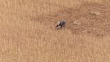 España vigilia un nuevo plan de Marruecos contra la sequía con semillas resistentes