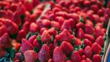 Golpe de España al mundo con la exportación de fresas