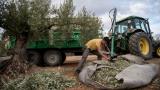 Encuentran la solución para los cultivos clave del aceite de oliva