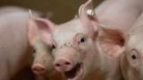 Un desorbitado impuesto de la nueva ley animal pone en jaque las granjas de cerdos