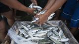 Frustración tras los resultados de la primera prueba de importación de pescado de Marruecos a Ceuta