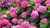 Adiós a las hortensias: los jardineros animan a dejar de plantar esta flor de las abuelas al considerarla una batalla perdida