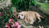 Los expertos piden a los jardineros españoles que instalen una malla roja en jardín ya mismo