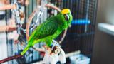 Un loro sobrevive dos semanas en soledad y es rescatado justo a tiempo: "Apenas podía mantenerse en pie"