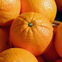 El motivo por el que es imposible comprar en España una de las mejores variedades de naranja valenciana