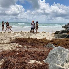 Alerta máxima marítima por el avance del cinturón de sargazo