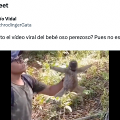 La divulgadora Rocío Vidal explica qué pasa realmente en el sonado vídeo del oso perezoso