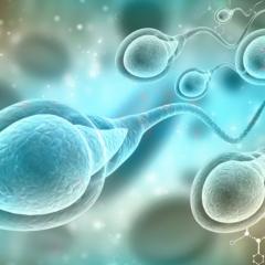 Una madre inseminada por el hombre con 550 hijos: 