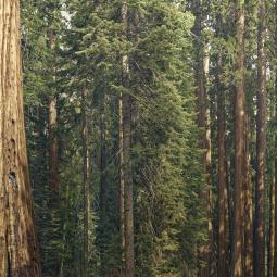 El gigantesco bosque de secuoyas que Estados Unidos "plantó" en Galicia