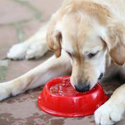Precaución extrema a los que dan agua a su perro sin control: las consecuencias pueden ser fatales