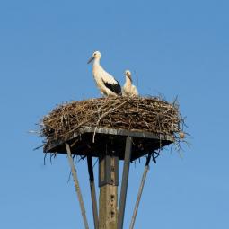 Un vecino de Burgos nota que su casa se va derrumbando, sale a mirar y descubre el titánico nido de estas aves