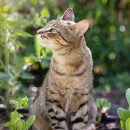 Hay dos soluciones naturales para que tu gato deje de usar tu huerto como arenero