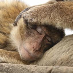El único macaco en libertad que habita fuera de Asia está en la Península Ibérica