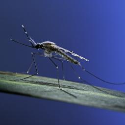 Manuel Peinado, biólogo y experto en mosquitos: "Ahora llegan con más frecuencia porque llegan en sitios insospechados"