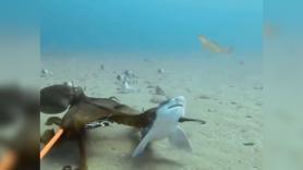 La pelea entre un pulpo maorí y un tiburón ballena que tiene un final inesperado