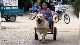 Un perro espera en la puerta del colegio para llevar a una niña a su casa y se desata la ira en redes: "No es gracioso, es explotación"