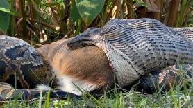 Asusta ver a esta gigantesca serpiente devorando ciervos: “Había abierto su boca hasta el límite”